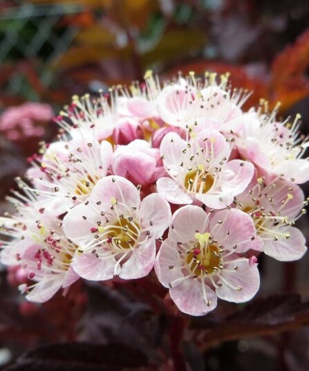 Blærespirea | Physocarpus opulifolius 'Lady in Red'