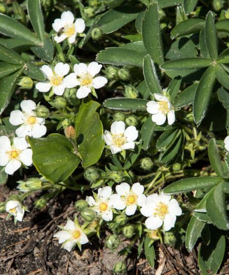 Buskmure Potentilla tridentata ‘Nuuk’