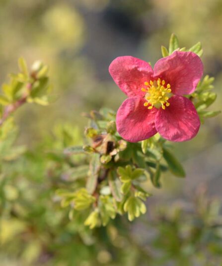 Buskmure | Potentilla fruticosa 'Danny Boy'