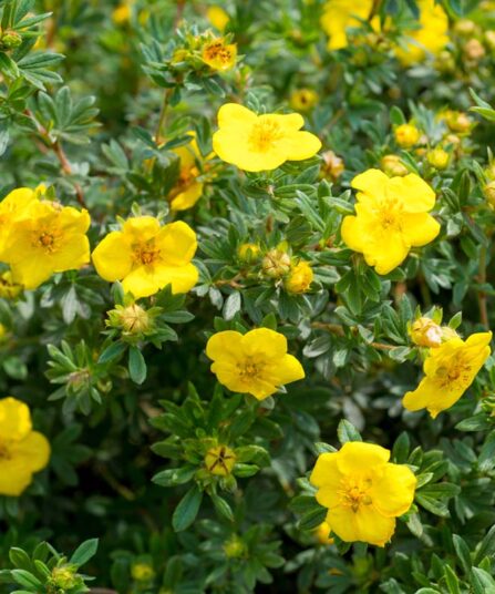 Buskmure | Potentilla fruticosa 'Goldfinger’ E