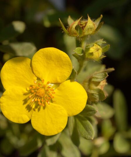 Buskmure | Potentilla fruticosa 'Goldteppich'