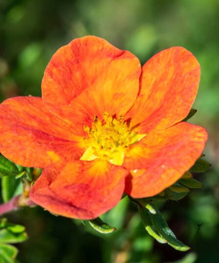 Buskmure | Potentilla fruticosa 'Red Ace'