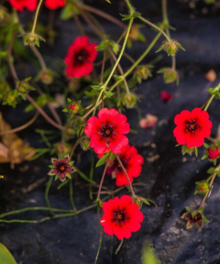 Buskmure | Potentilla fruticosa 'Red Robin'