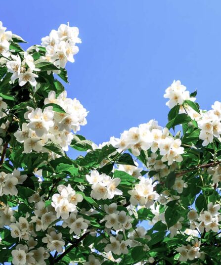 Duftskjærsmin | Philadelphus coronaries