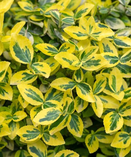 Euonymus fortunei 'Emerald ‘n’ Gold'