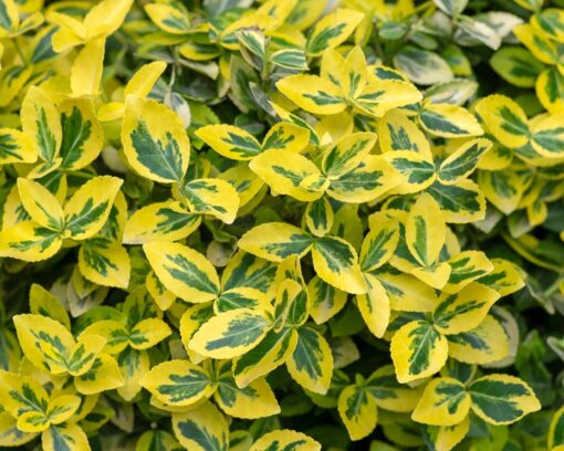 Euonymus fortunei 'Emerald ‘n’ Gold'