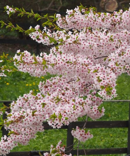 Fagerbusk | Kolkwitzia amabilis 'Pink Cloud'