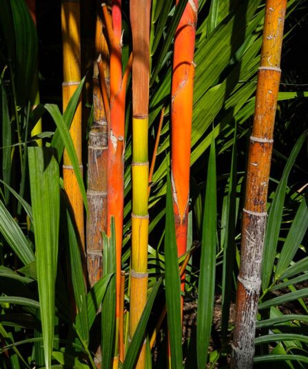 Fargesia murielae 'Panda'