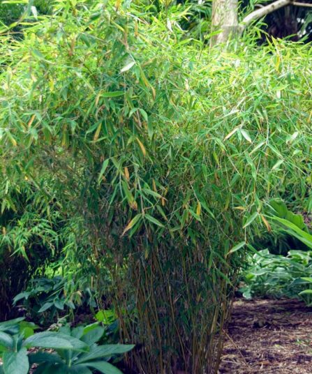 Fargesia murielae 'Simba'