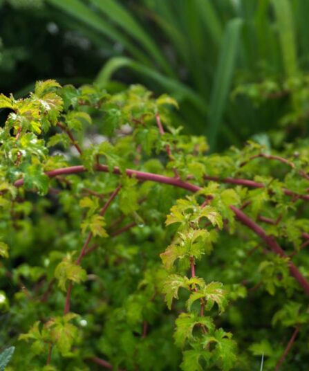 Flikkranstopp | Stephanandra incisa 'Crispa'