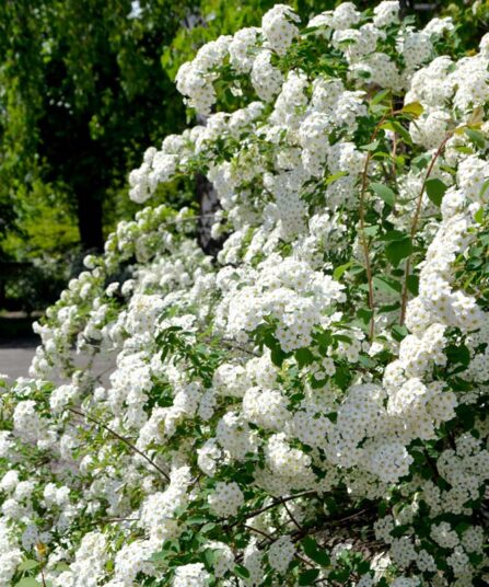 Gentspirea | Spiraea x vanhouttei
