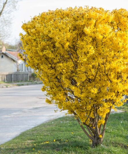 Gullbusk | Forsythia x intermedia 'Mikador'
