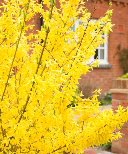 Gullbusk |Forsythia × intermedia 'Goldrausch'