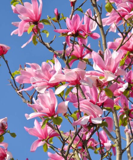 Hagemagnolia | Magnolia 'Susan'