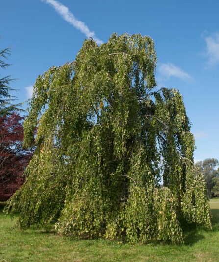 Hjertetre | Cercidiphyllum japonicum f. pendulum