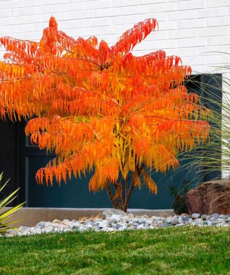 Hjortesumak | Rhus typhina 'Tiger Eyes'