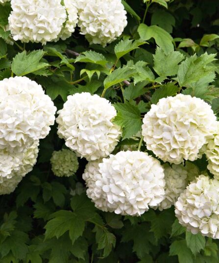 Hortensia | Arborescens 'Annabelle'