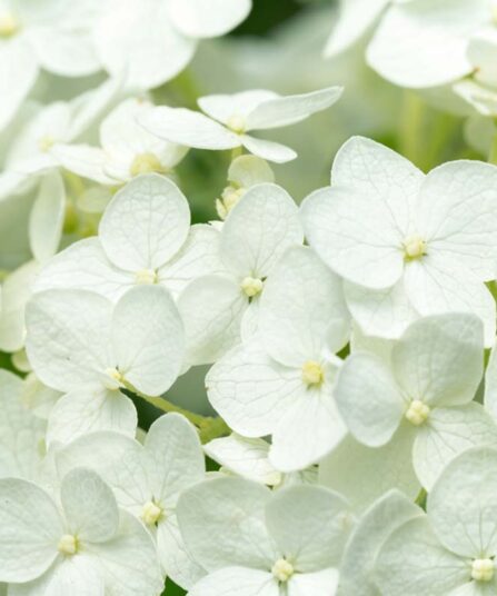 Hortensia | Hydrangea paniculata 'Bobo'