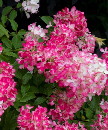 Hortensia | Hydrangea paniculata 'Diamant rouge'