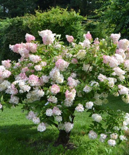 Hortensia | Hydrangea paniculata 'Grandiflora'