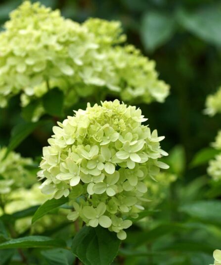 Hortensia | Hydrangea paniculata 'Little Lime'
