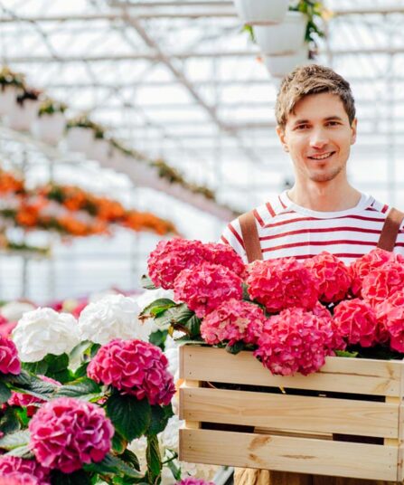 Mann holder kasse med hortensia