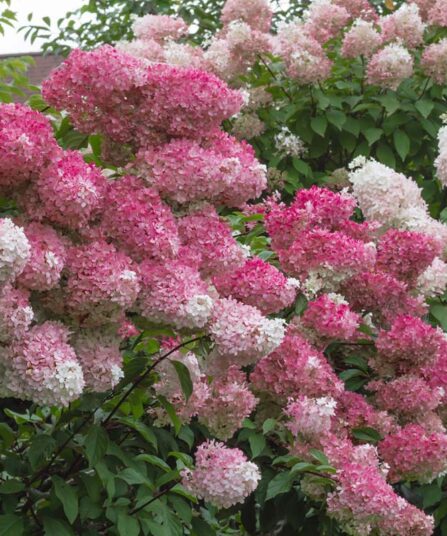 Hortensia | Hydrangea paniculata 'Pikachu'