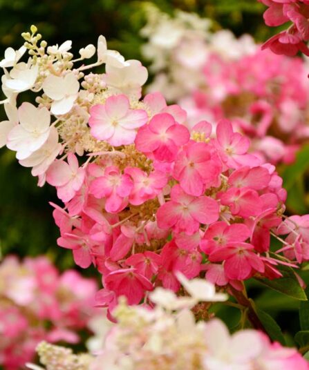 Hortensia | Hydrangea paniculata 'Pinky Winky'