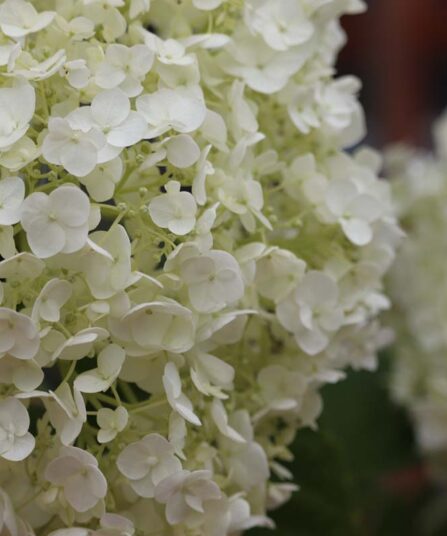 Hortensia | Hydrangea paniculata 'Runaway Bride'