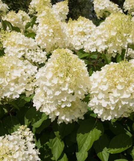Hortensia | Hydrangea paniculata 'Silver Dollar'