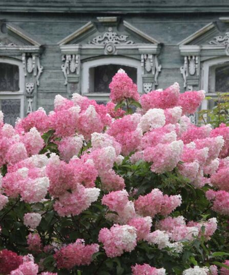 Hortensia | Hydrangea paniculata 'Vanilla Fraise'