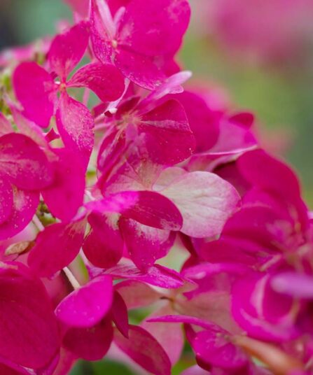 Hortensia | Hydrangea paniculata 'Wims Red'