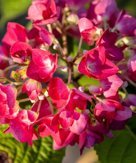 Hortensia | Macr. 'Red Baron'
