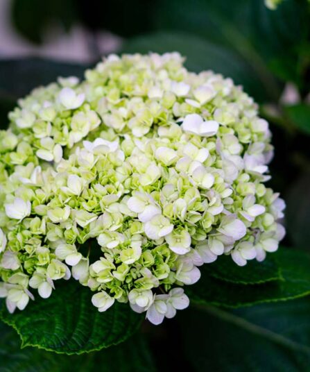 Hortensia | 'Strong Anabelle'