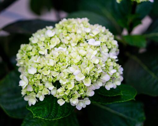 Hortensia | 'Strong Anabelle'