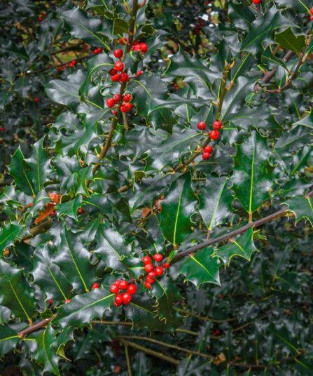 Hybridkristtorn | Ilex x meserveae Blue Princess'