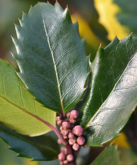 Hybridkristtorn | Ilex x meserveae ‘Blue Angel’