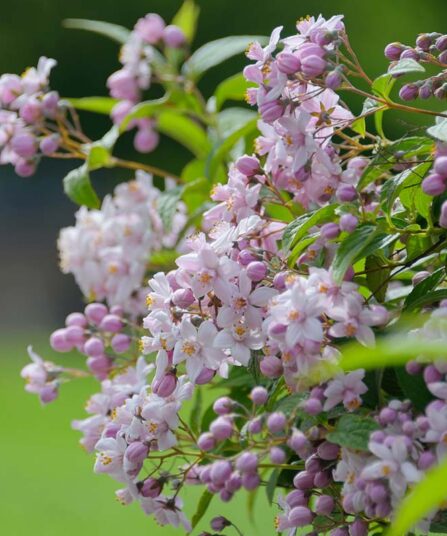Hybridstjernetopp | Deutzia x hybrida ‘Mont Rose’