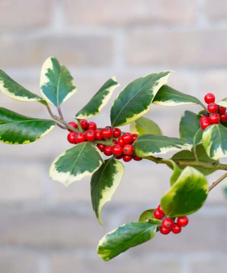 Ilex aquifolium meserveae 'Blue Prince'