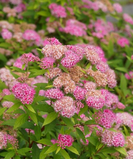 JAPANSPIREA SPIRAEA JAPONICA ‘SHIROBANA’