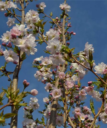 Japankirsebær | Prunus serrulata 'Amanogawa'