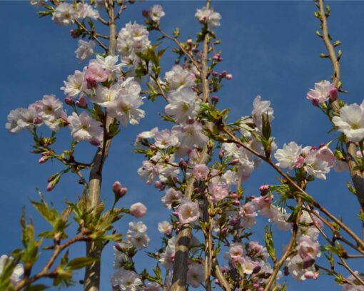 Japankirsebær | Prunus serrulata 'Amanogawa'
