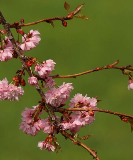 Japankirsebær | Prunus serrulata 'Kiku-shidare'
