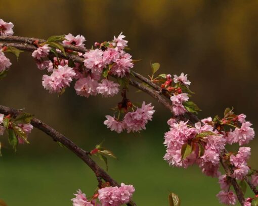Japankirsebær | Prunus serrulata ‘Royal Burgundy’