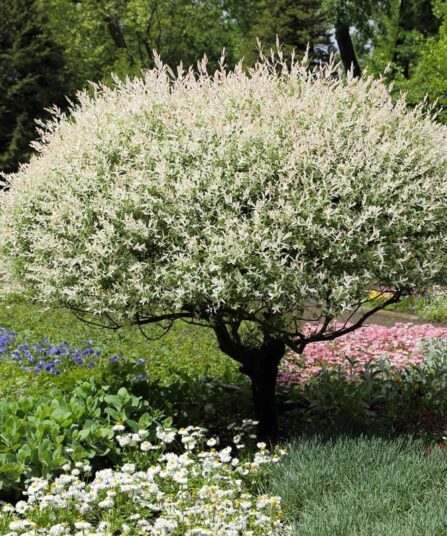 Japanpil | Salix integra 'Hakuro-nishiki'