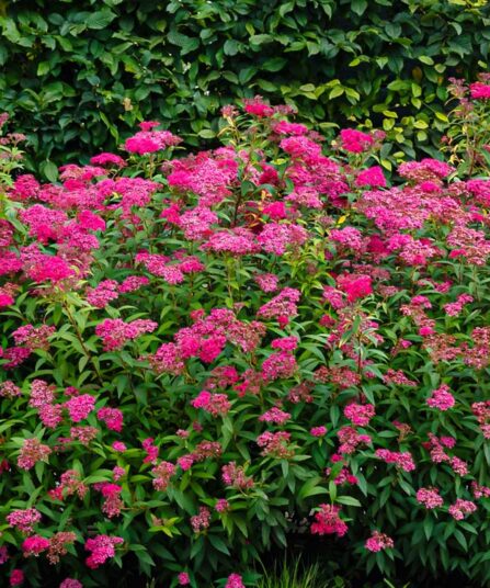 Japanspirea | Spiraea japonica 'Anthony Waterer'
