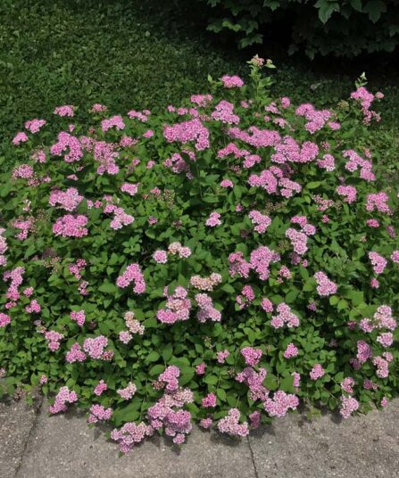 Japanspirea | Spiraea japonica 'Little Princess'
