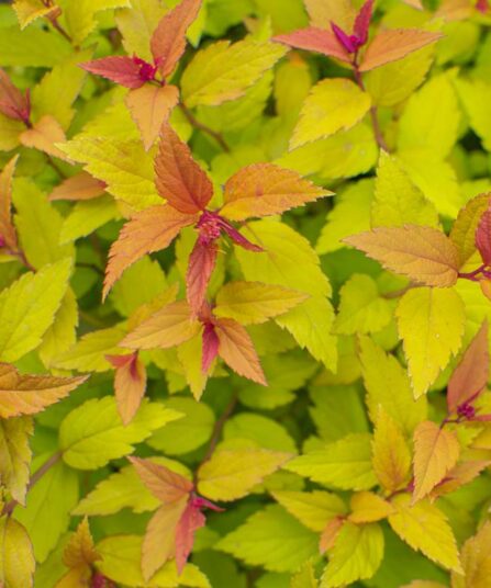 Japanspirea | Spiraea japonica 'Magic Carpet'
