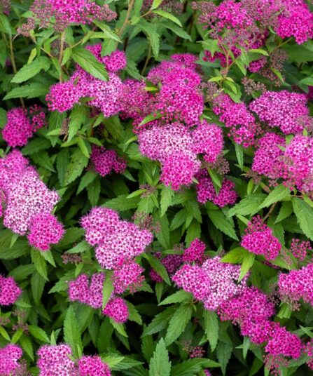 Japanspirea | Spiraea japonica 'Manon'