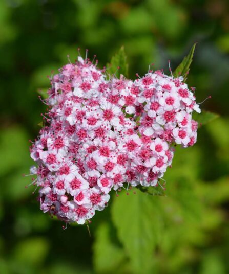 Japanspirea | Spiraea japonica 'Sparkling Champagne'
